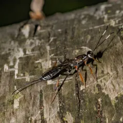 Xorides albopictus thumbnail 4