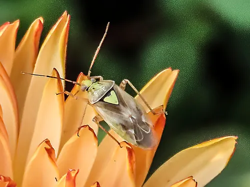 Pale Legume Bug