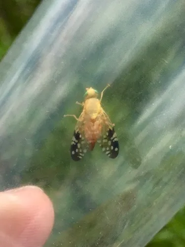 Gymnocarena tricolor
