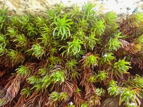 Northern Haircap Moss