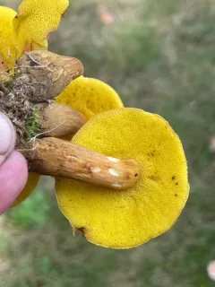 clustered brown bolete thumbnail 3