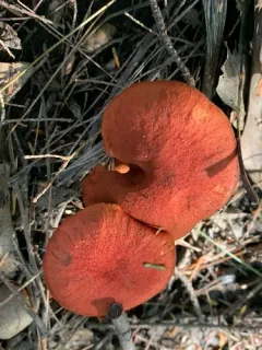 bloodred webcap thumbnail 3