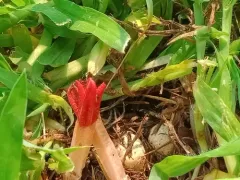 lantern stinkhorn thumbnail 3