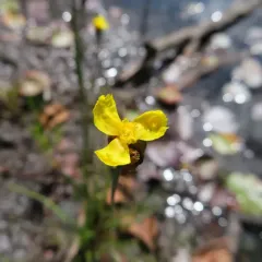 Bog Yellow-eyed Grass thumbnail 2