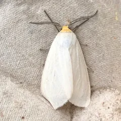 Oregon Cycnia Moth thumbnail 2