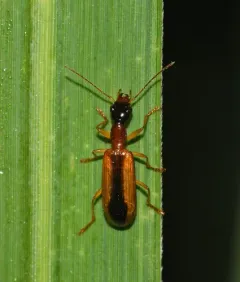 Leptotrachelus dorsalis thumbnail 3
