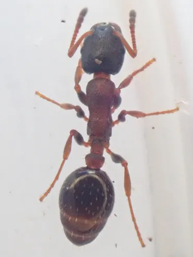 Leptothorax acervorum