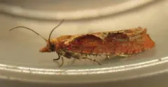 Epinotia vagana thumbnail 3