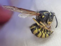 Rocky Mountain Aerial Yellowjacket thumbnail 1