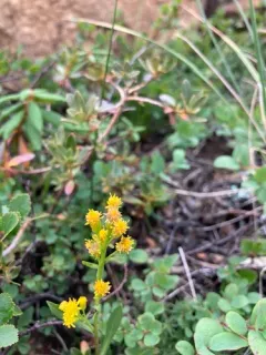 Mt. Albert goldenrod thumbnail 4
