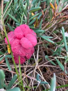 Exobasidium karstenii thumbnail 3