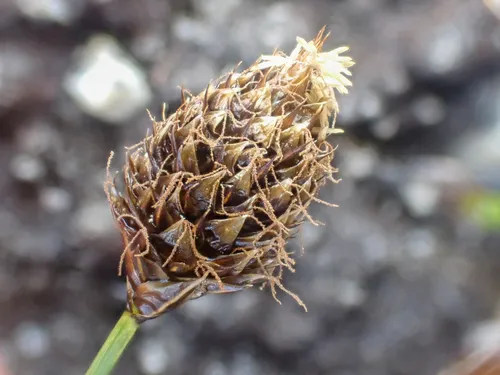 Engelmann's Sedge