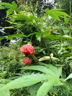 Redvein Abutilon thumbnail 3