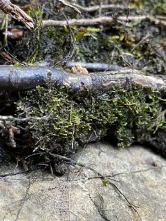 Asperifolia sullivantii thumbnail 3