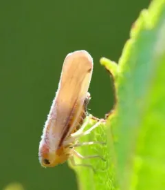 Omolicna uhleri thumbnail 1