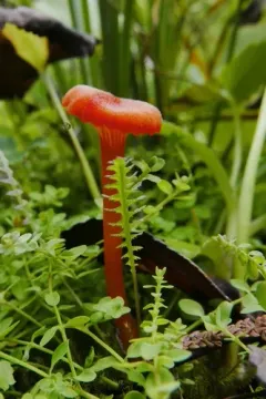 Hygrocybe glacialis thumbnail 3