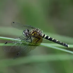 Elfin Skimmer thumbnail 3
