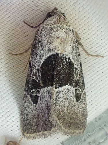 Sympistis umbrifascia