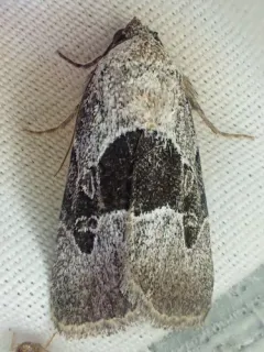 Sympistis umbrifascia thumbnail 1
