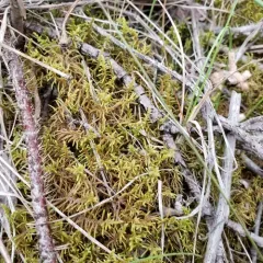 Fir Tamarisk-moss thumbnail 3