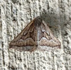 Tetracis formosa thumbnail 1