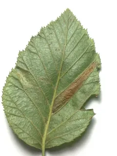 Phyllonorycter alaskana thumbnail 4