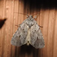 Blueberry Sallow thumbnail 2