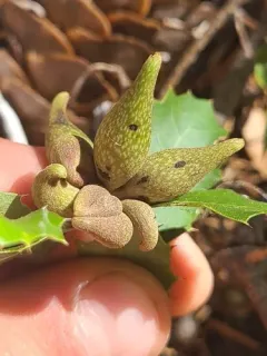 Beaked Spindle Gall Wasp thumbnail 2