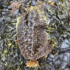 seersucker kelp thumbnail 2
