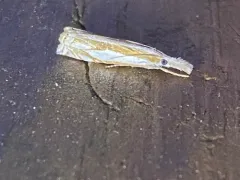 Young's Grass-veneer thumbnail 2
