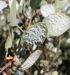 Whiteleaf Manzanita thumbnail 3