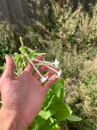 Woodland Tobacco