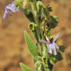 Vinegar Weed thumbnail 3