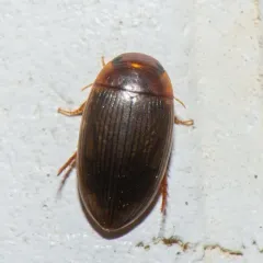 Copelatus glyphicus thumbnail 2
