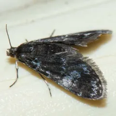 Black Duckweed Moth thumbnail 2