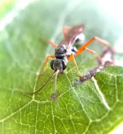 Auplopus mellipes thumbnail 2