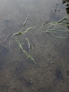 Northern Bur-reed thumbnail 4