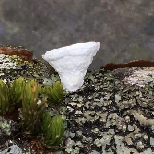 little nest polypore