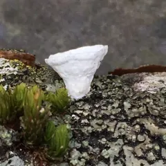 little nest polypore thumbnail 1