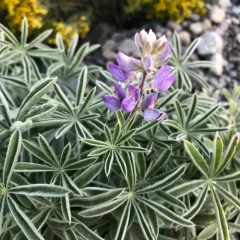 silvery lupine thumbnail 1