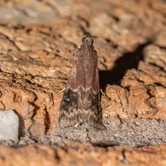 American Plum Borer Moth thumbnail 3