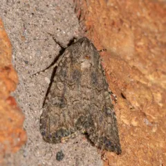 Nutmeg Moth thumbnail 3