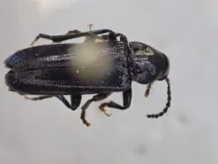 Lipped False Darkling Beetle thumbnail 4