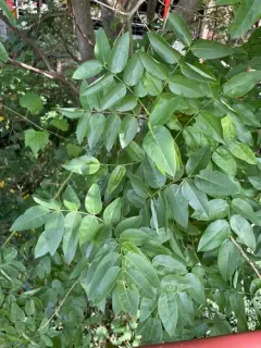Japanese pagoda tree thumbnail 3