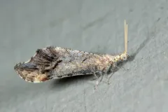 Lomamyia flavicornis thumbnail 1