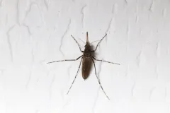 Dark Ricefield Mosquito thumbnail 1