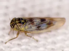 Macrosteles slossoni thumbnail 2