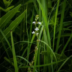 pale-spiked lobelia thumbnail 3