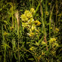 round-headed bush clover thumbnail 4