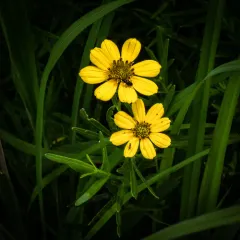 Prairie Coreopsis thumbnail 3